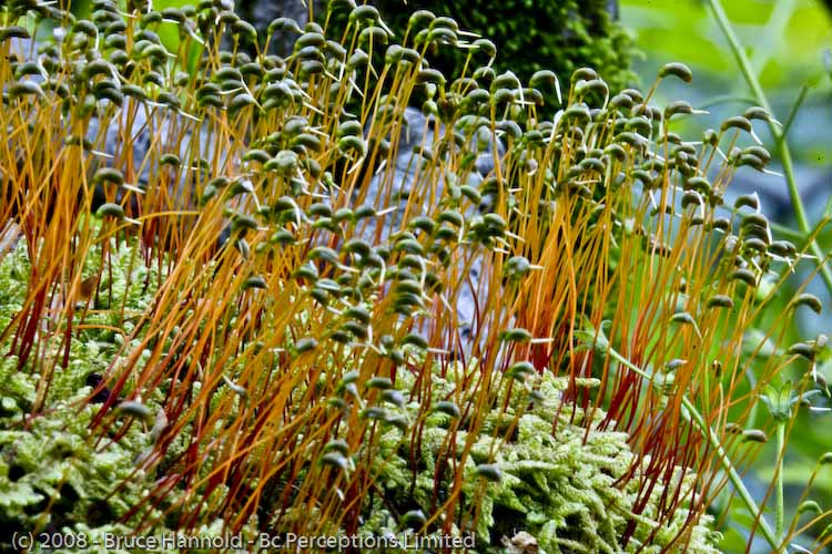 DUCK MOSS